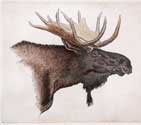 Original etching of a Shiras Moose Head