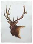 Hand-colored Original Etching of a 6 point bull elk.