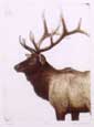 Hand-colored original etching of a six point bull elk in his prime.