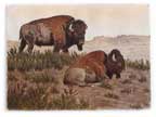 Hand-colored Original Etching of two Bison.
